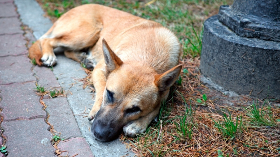 Осъдиха община за бездомно куче | StandartNews.com