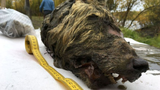 Откриха запазена глава на вълк на 40 хил. години
