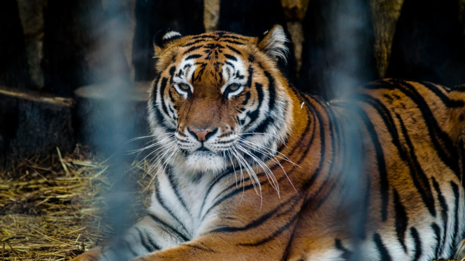 Ремонтират варненския зоопарк за 1,2 млн.лв. | StandartNews.com