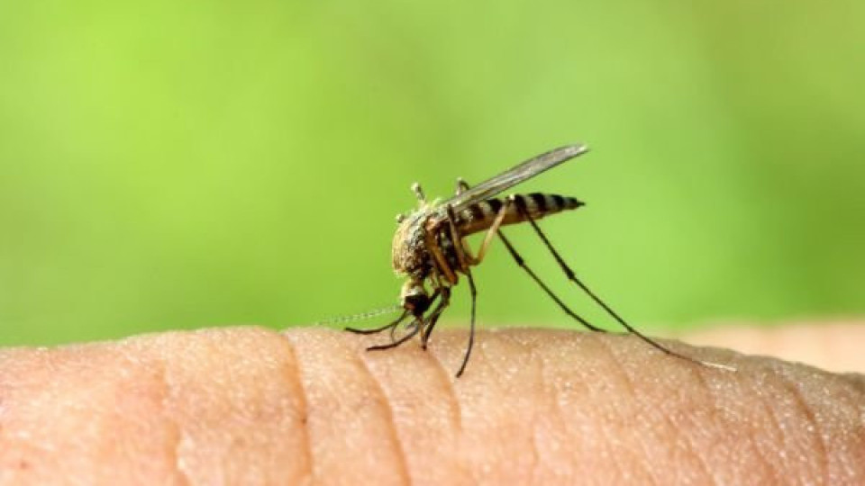 Комарите хапят според кръвната група | StandartNews.com