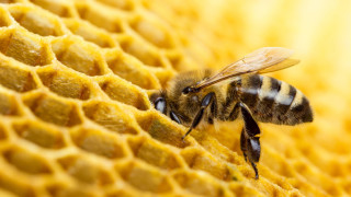 Франция забрани петте пестициди - убийци на пчели