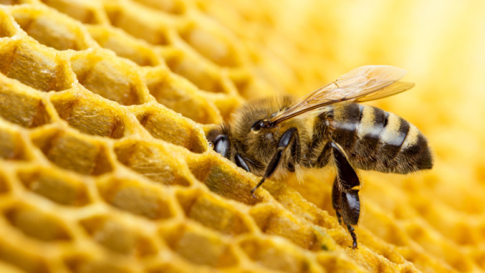 Франция забрани петте пестициди - убийци на пчели | StandartNews.com
