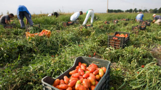 Българи возят роби-берачи на домати в Италия
