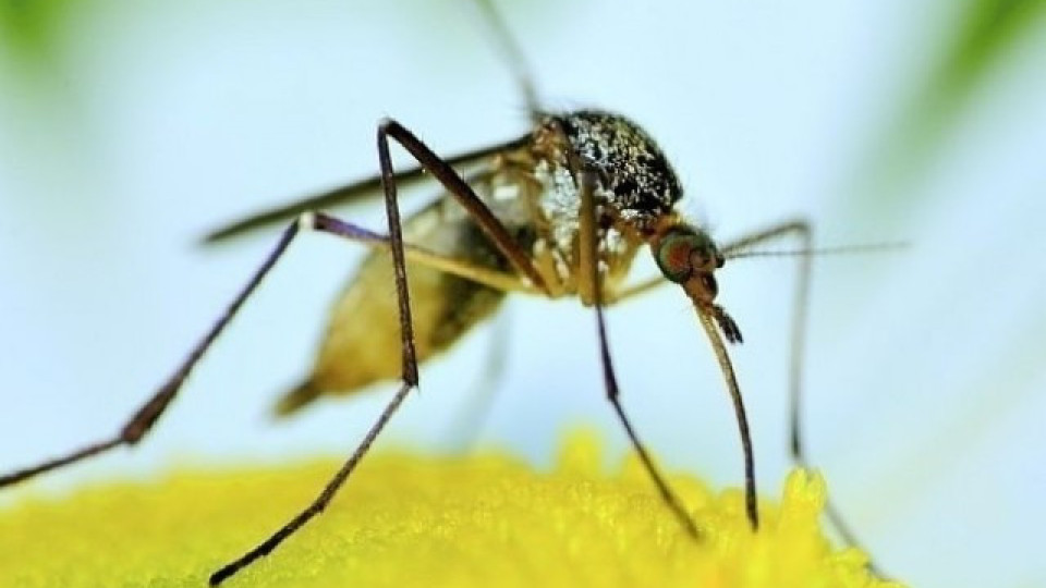 Комарите носят букет от зарази | StandartNews.com