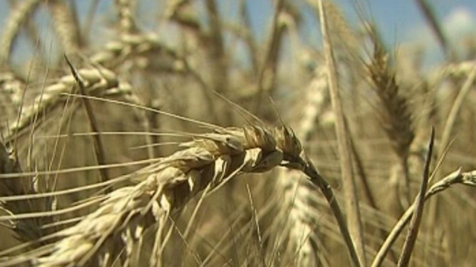 В Добрич очакват по-малко пшеница | StandartNews.com