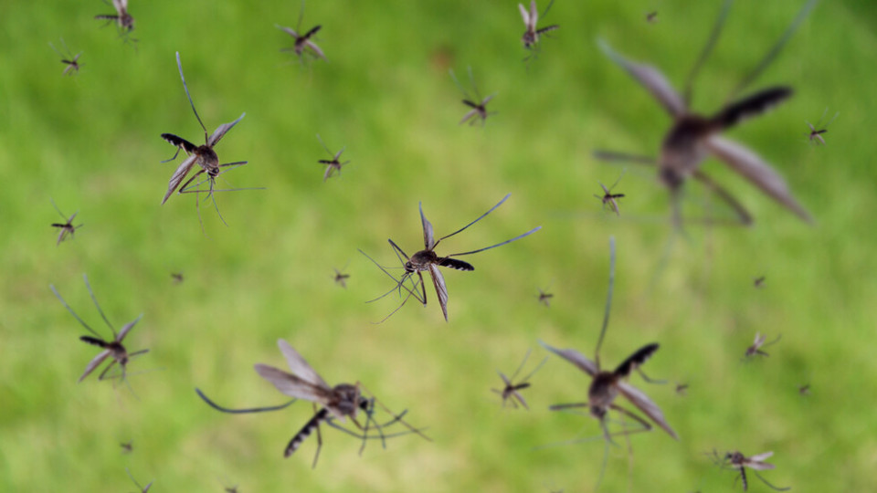 Комари нападнаха Русе | StandartNews.com
