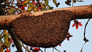 Люти френски пчели нажилиха туристи