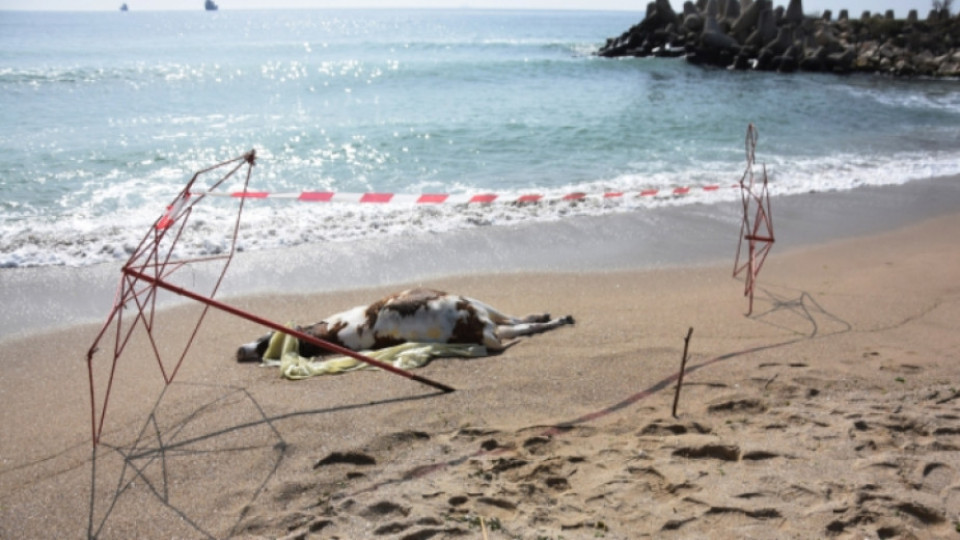 Мъртви крави изхвърли морето на брега | StandartNews.com