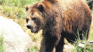 Разрешиха отстрел на проблемни мечки в Смолянско