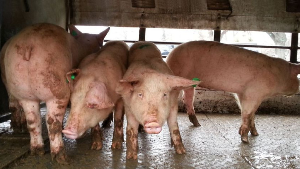 МС отпуска 3,7 млн. за борба с чумата по свинете | StandartNews.com