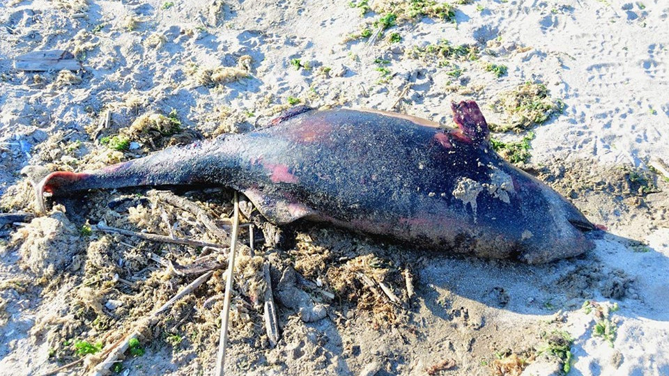 Бракониерски риболов умъртвявал хиляди делфинчета | StandartNews.com