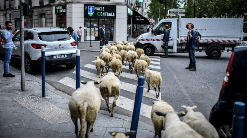 Овчи прайд се провежда в Париж | StandartNews.com