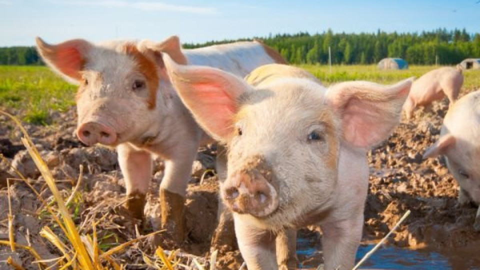 Африканската чума по свинете се разраства | StandartNews.com