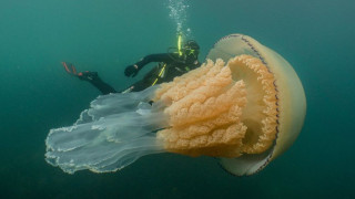 Заснеха медуза с човешки размер