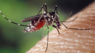 Продължава пръскането срещу комари край Дунав