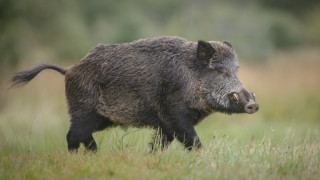 Чумата по свинете заплаха и за ловния туризъм