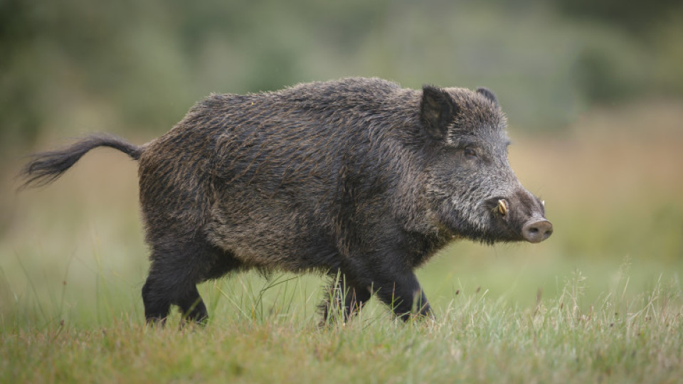 Чумата по свинете заплаха и за ловния туризъм | StandartNews.com