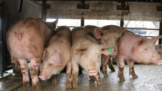 Ново огнище на Африканска чума по свинете
