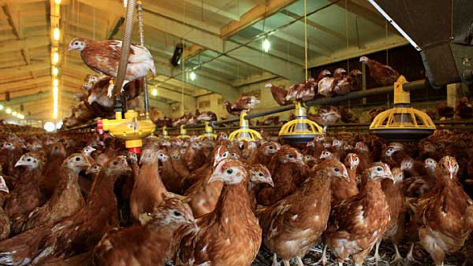 30 000 кокошки изгоряха в пожар | StandartNews.com