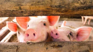 Криза и в Плевен заради чумата по свинете