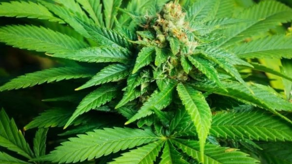 Откриха голяма нива с марихуана | StandartNews.com