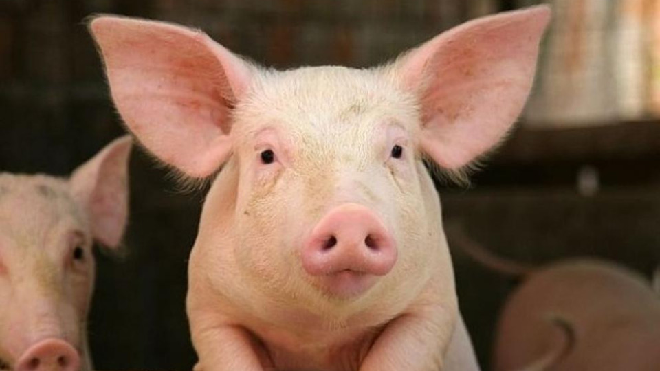 Чумата рикошира в цените на свинско и луканки | StandartNews.com