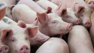 Няма нови случаи на африканска чума по свинете в Кърджалийско