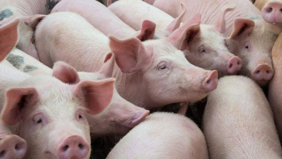 Няма нови случаи на африканска чума по свинете в Кърджалийско | StandartNews.com