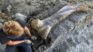 Във Франция откриха двуметрова кост на динозавър