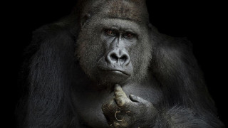 На 63 години почина горилата Труди