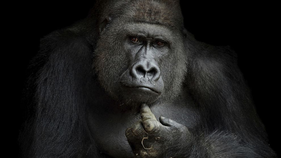 На 63 години почина горилата Труди | StandartNews.com