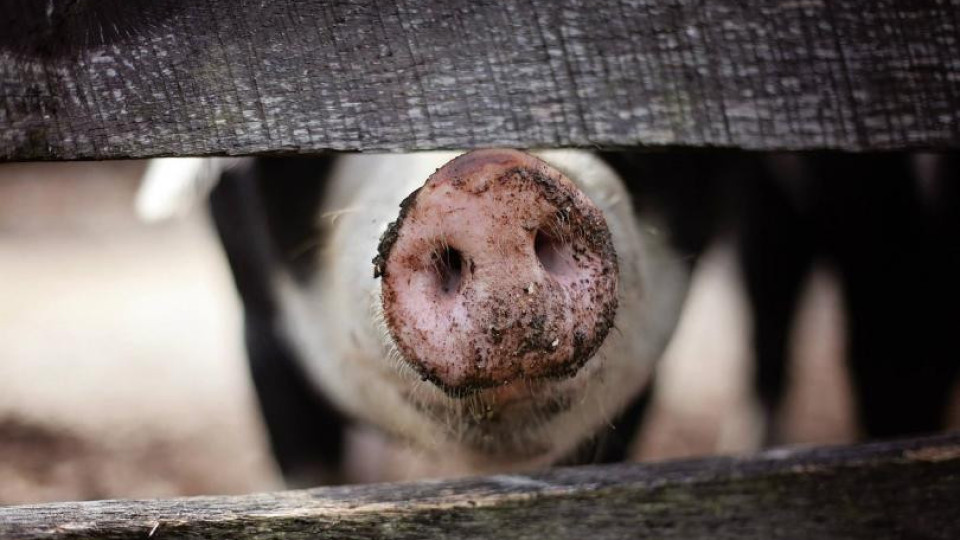 Полиция пази свинските кланици | StandartNews.com