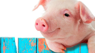 Започна евтаназията на свине във Видинско