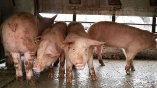 БАБХ: Има чума в свинекомплекс край В. Търново
