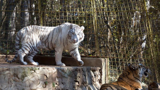 Обновяват старозагорския зоопарка с европейски средства