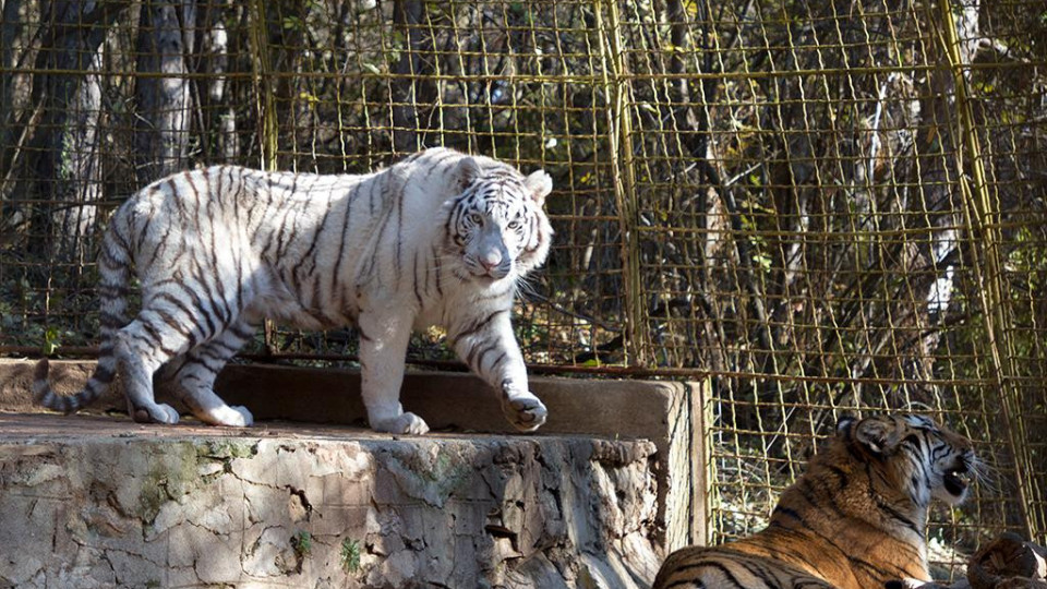 Обновяват старозагорския зоопарка с европейски средства | StandartNews.com