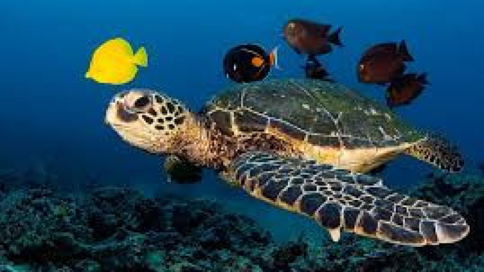 Туристи раниха защитени костенурки на Закинтос | StandartNews.com