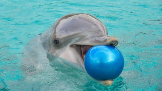 Делфинче на 9 дни почина във Варна