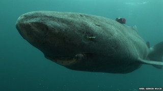 Жива акула на 514 години откриха в Гренландия