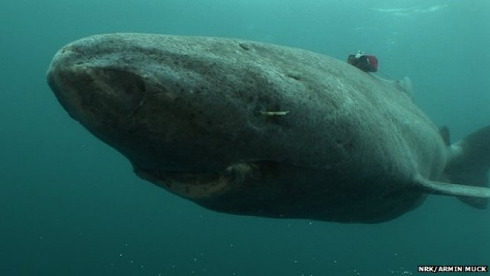 Жива акула на 514 години откриха в Гренландия | StandartNews.com