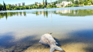 Умрели риби в езеро "Загорка" разтревожиха заралии