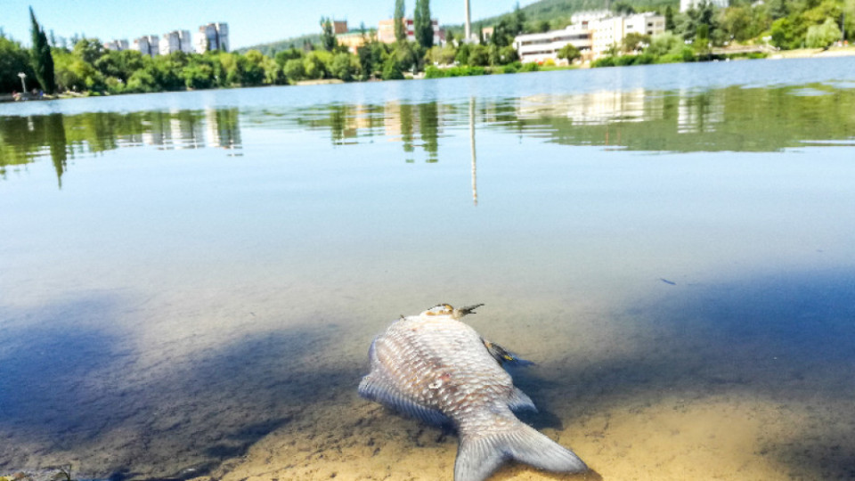 Умрели риби в езеро "Загорка" разтревожиха заралии | StandartNews.com