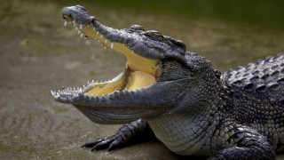 Алигатори „превзеха“ улици във Флорида (ВИДЕО)