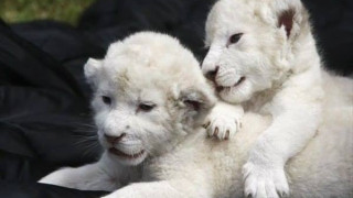 Бели лъвчета се появиха на бял свят във Франция
