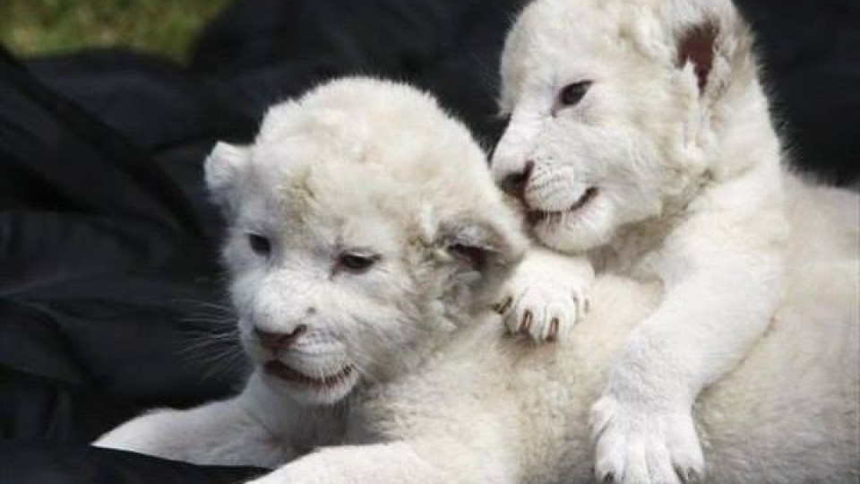 Бели лъвчета се появиха на бял свят във Франция | StandartNews.com