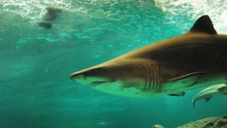 Уловиха 5-метрова акула в Турция
