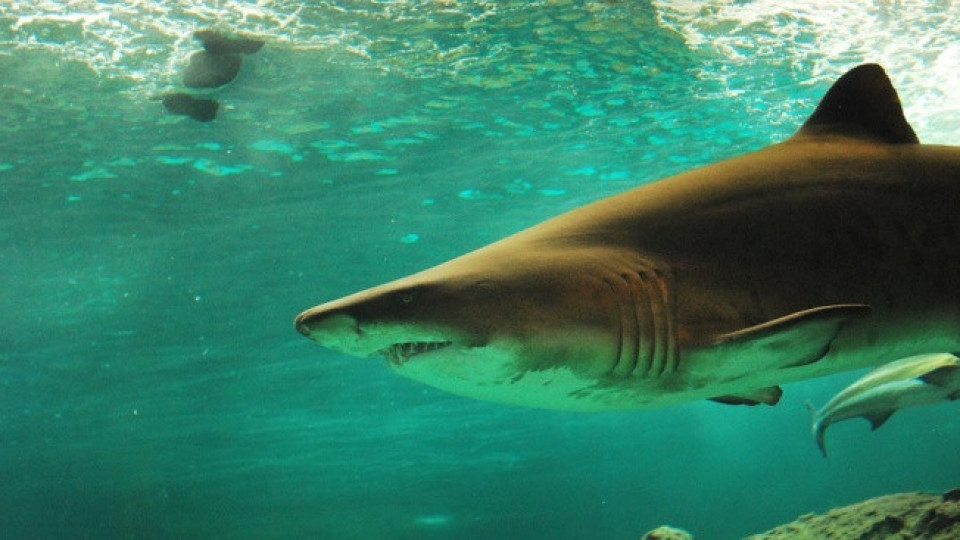 Уловиха 5-метрова акула в Турция | StandartNews.com