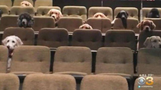 Служебни кучета гледат мюзикъл в театър