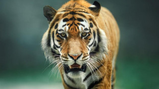 Тигър нападна двегодишно дете Тайланд