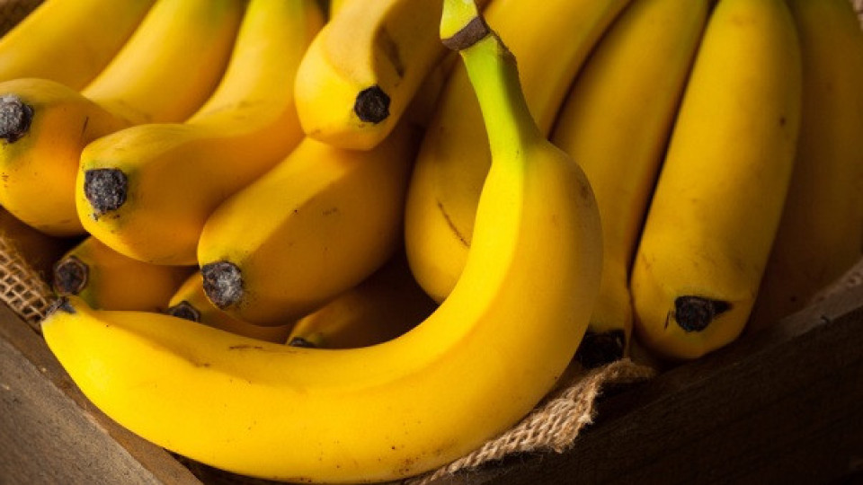 Човечеството може да остане без банани | StandartNews.com
